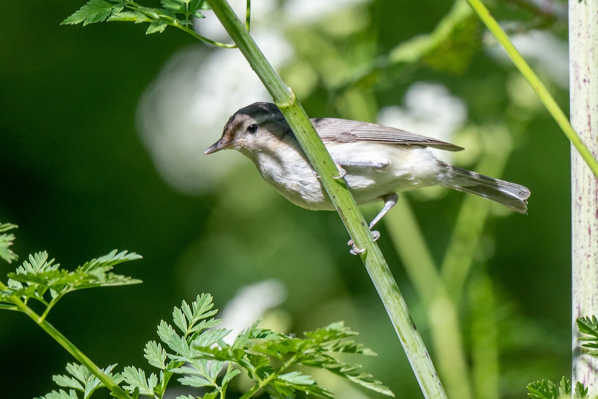 Warbling Vireo - ML454989631