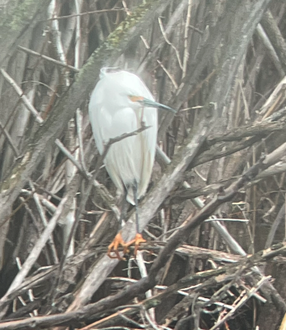 Snowy Egret - ML454989711