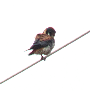 American Kestrel - ML454989721