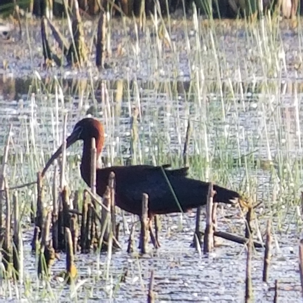 Glossy Ibis - Cam Lee