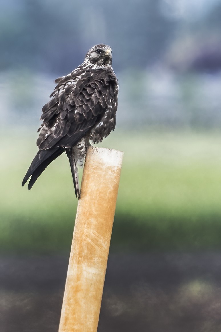 Swainson's Hawk - ML454991121