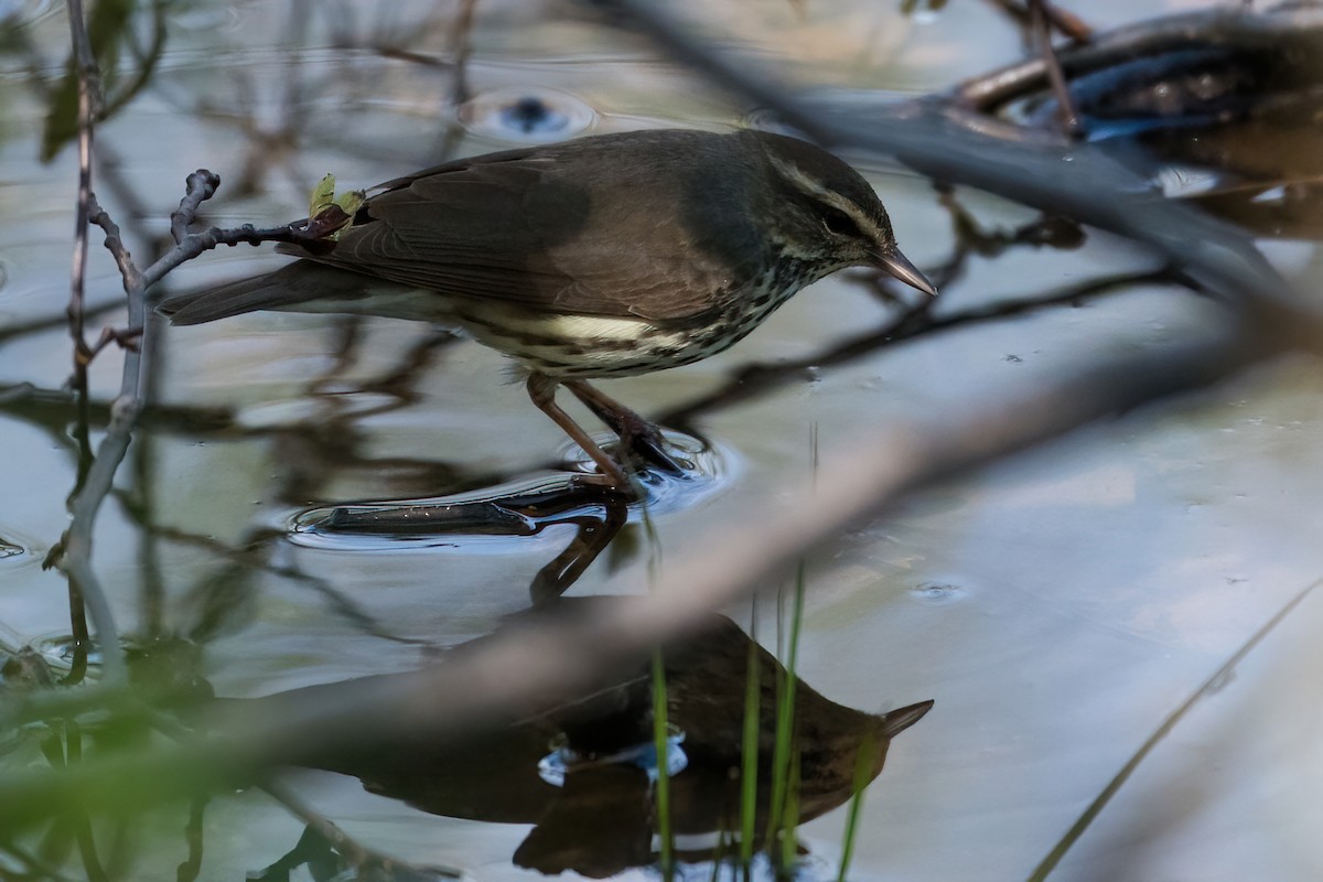 Northern Waterthrush - ML454991201