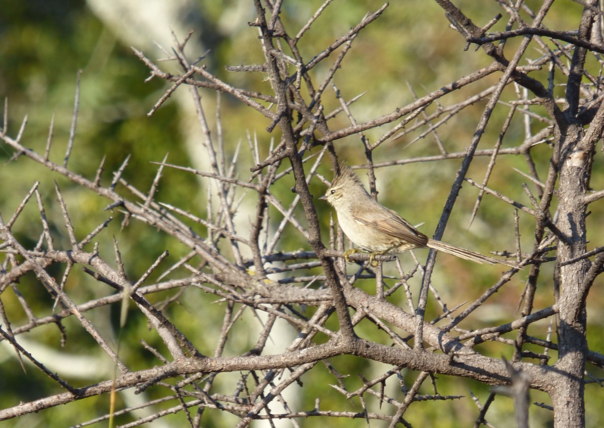 Tufted Tit-Spinetail - ML454991381