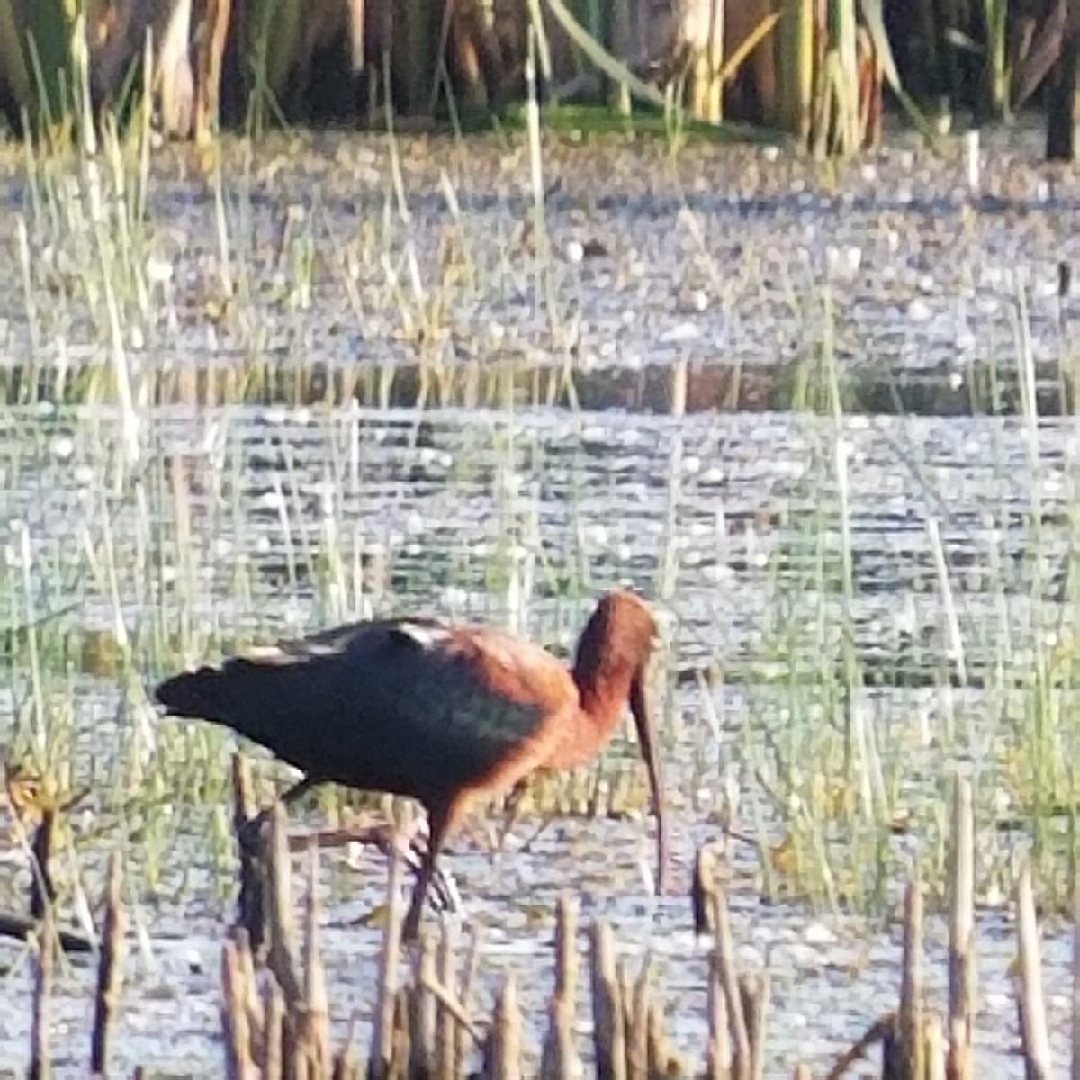 ibis hnědý - ML454991501