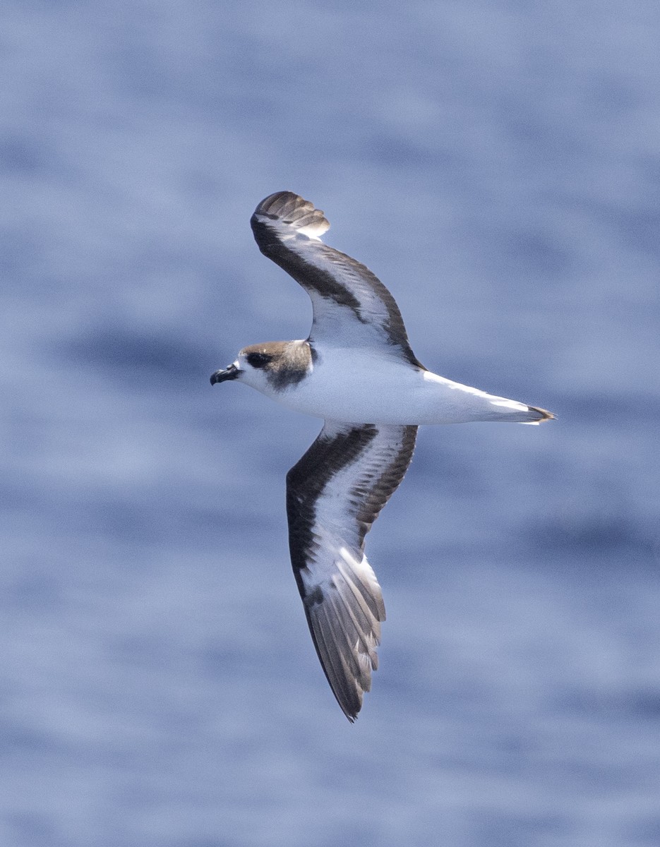 Bermuda Petrel - ML454992611