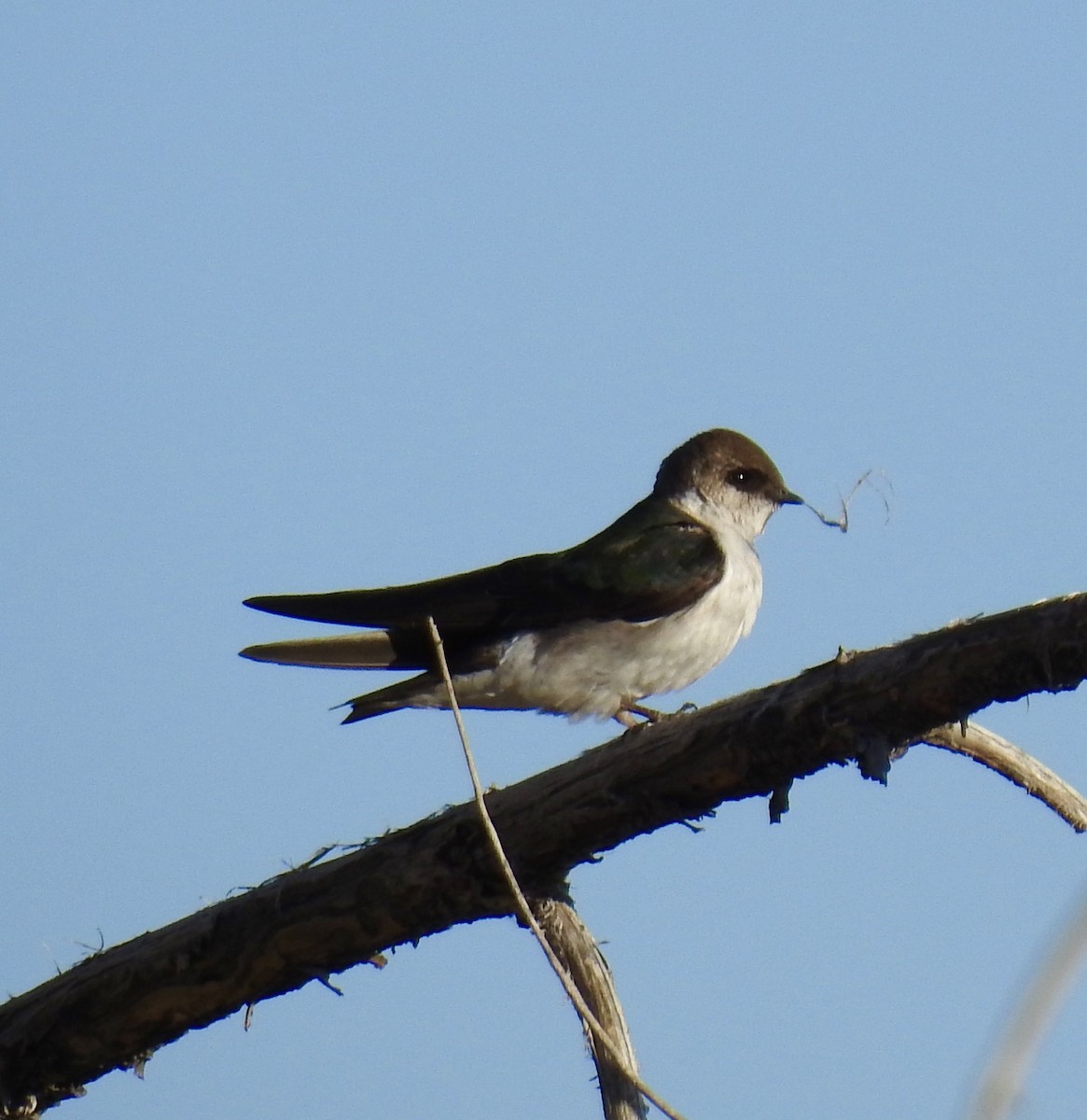 Tree Swallow - ML454994421