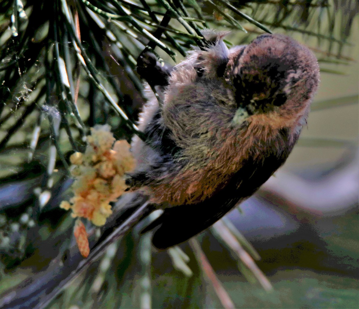 Bushtit - ML454994471