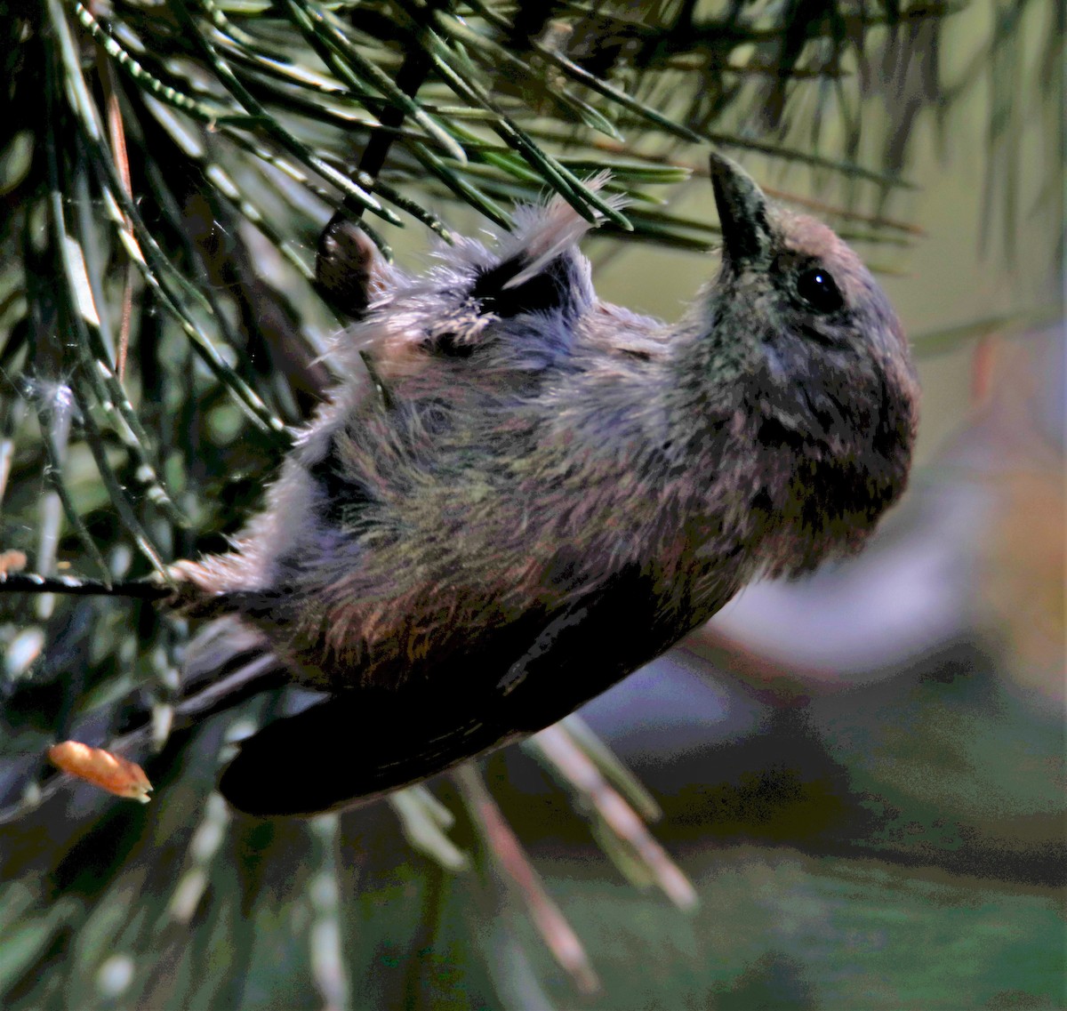 Bushtit - ML454994491