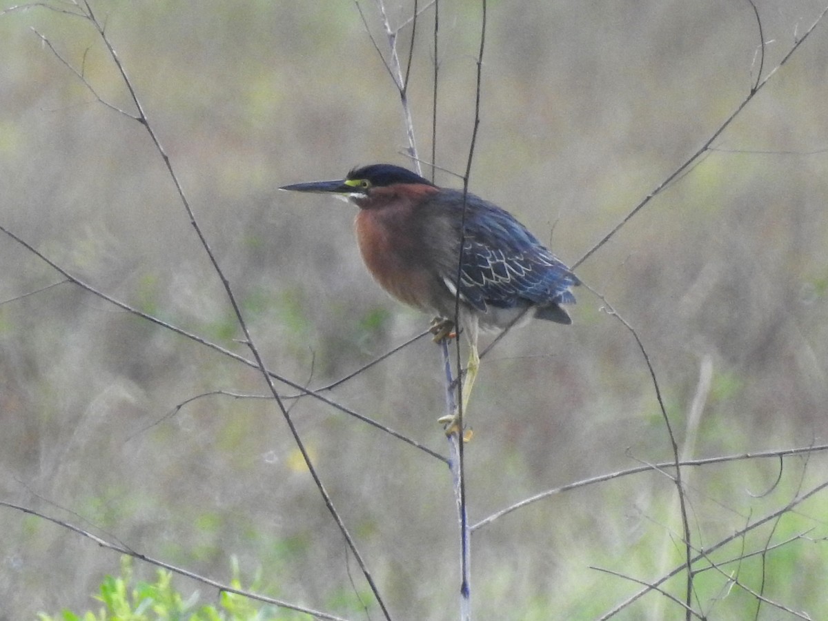 Green Heron - ML454995351