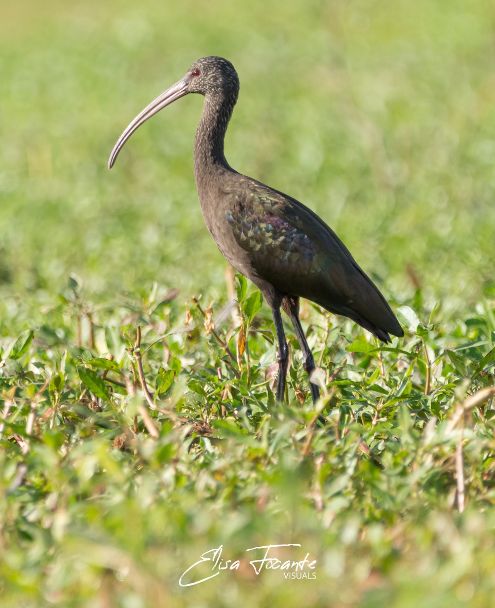 ibis americký - ML454996081