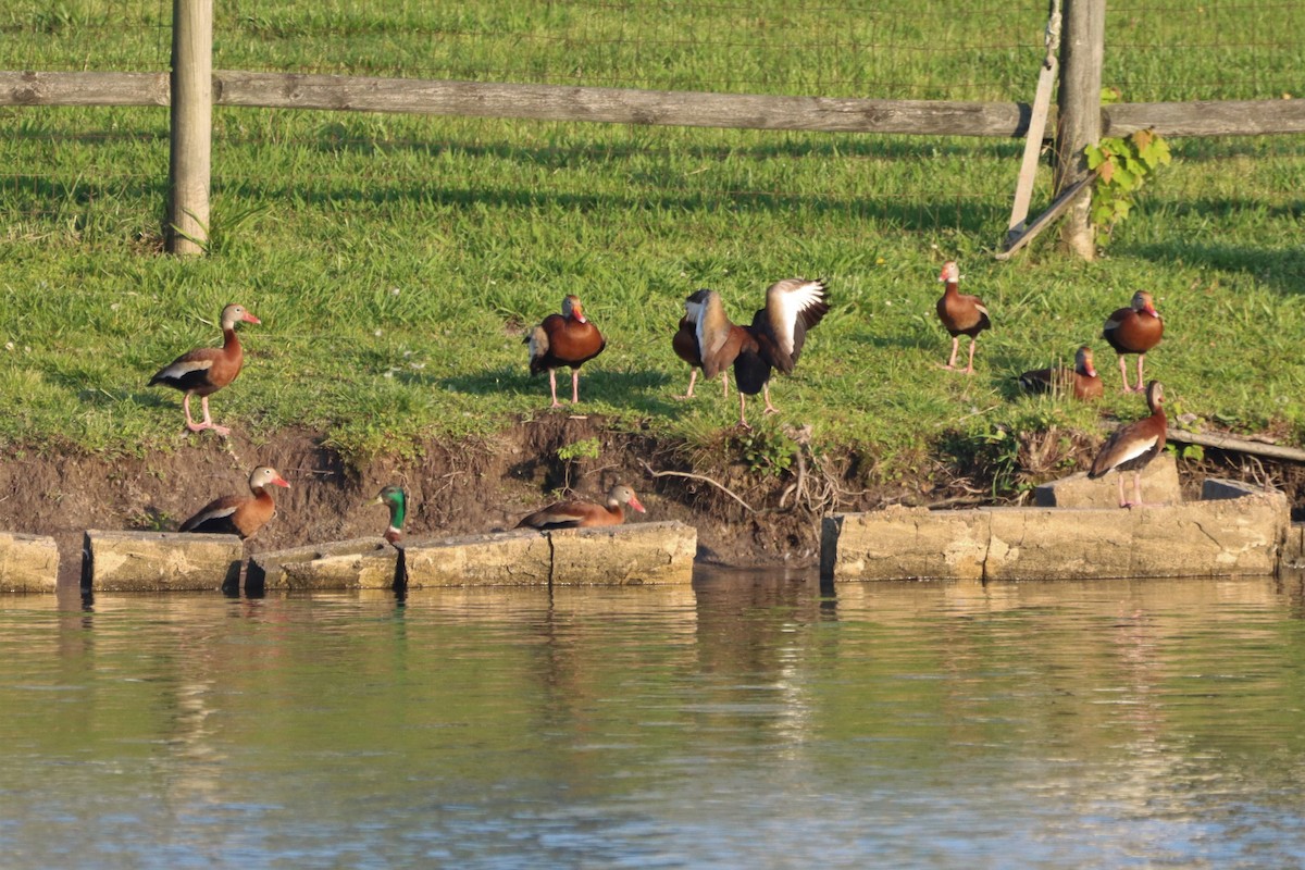 Black-bellied Whistling-Duck - Steve Myers