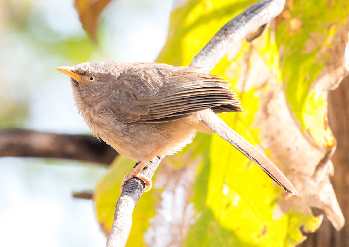 Jungle Babbler - ML45499741