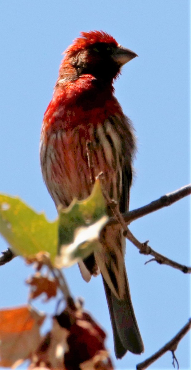 House Finch - ML454998641