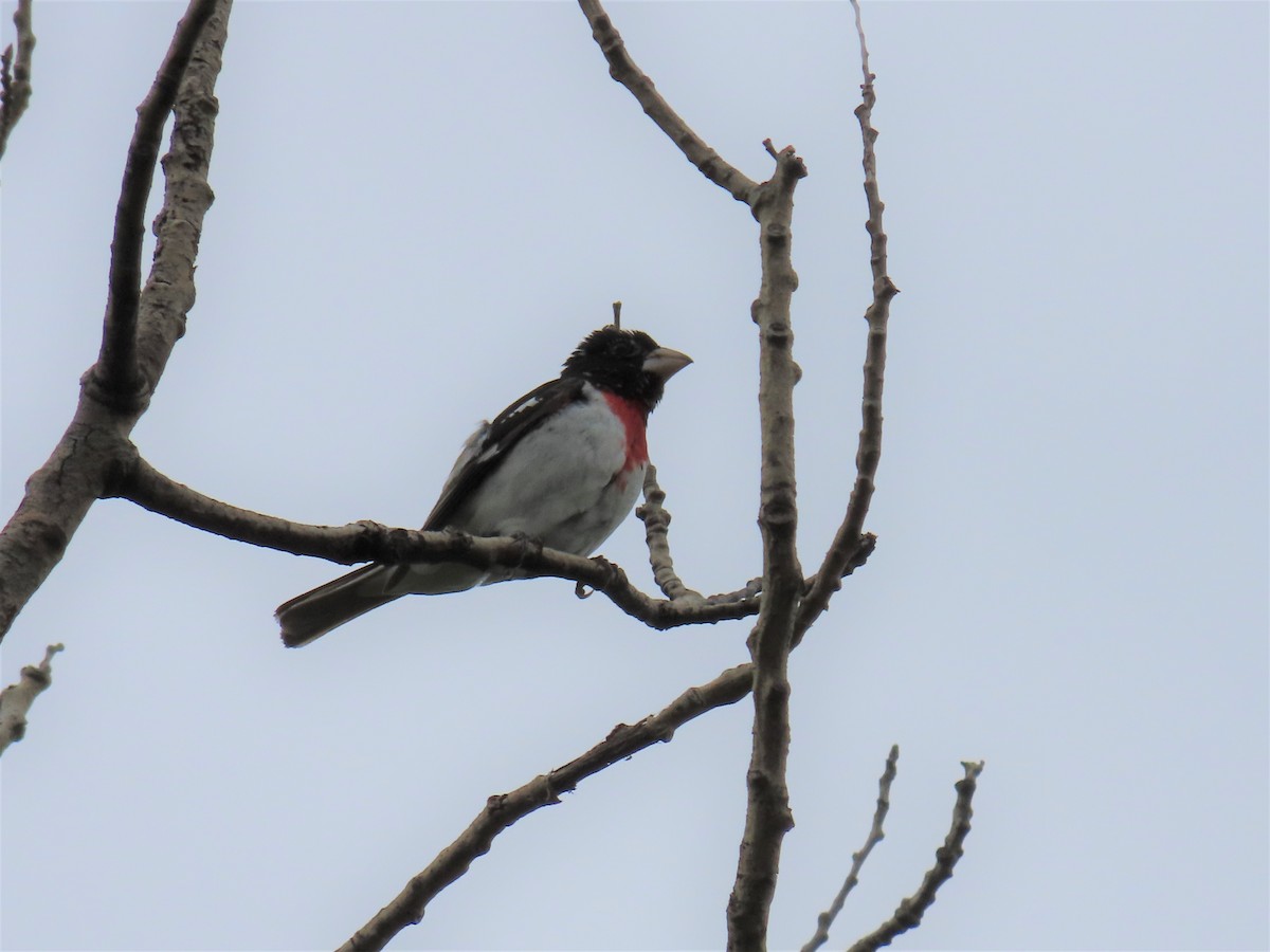 Rose-breasted Grosbeak - Sylvia Craig