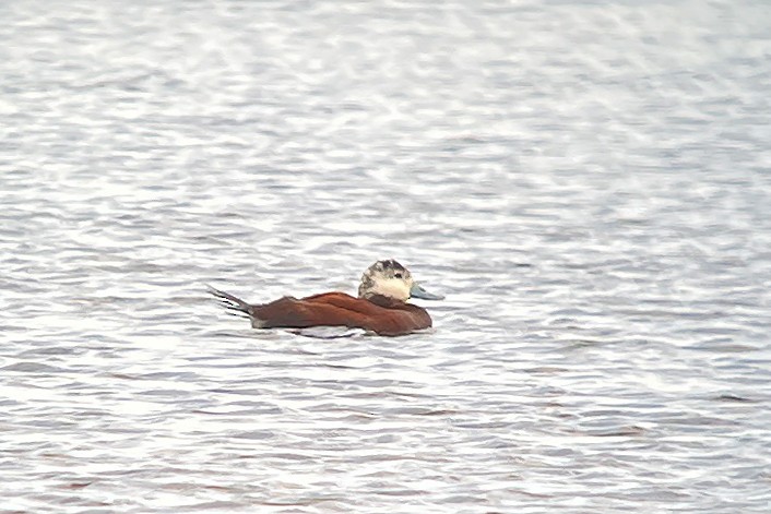 Ruddy Duck - ML455000481