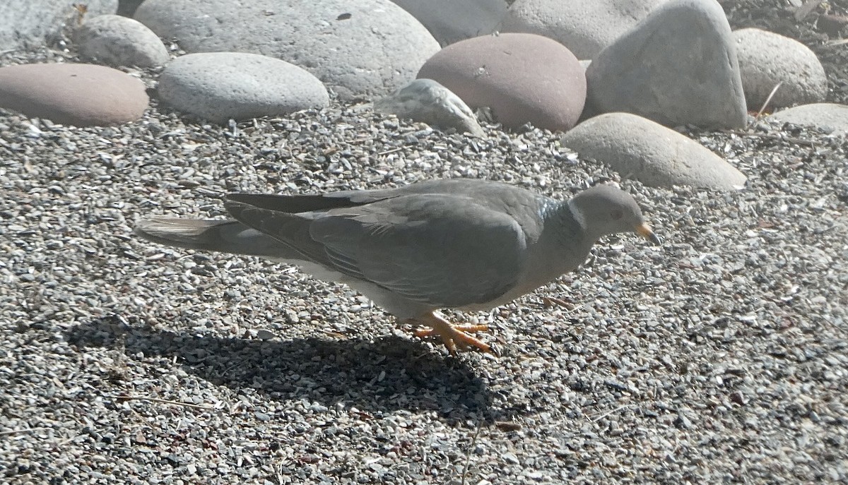 Pigeon à queue barrée (groupe fasciata) - ML455000891