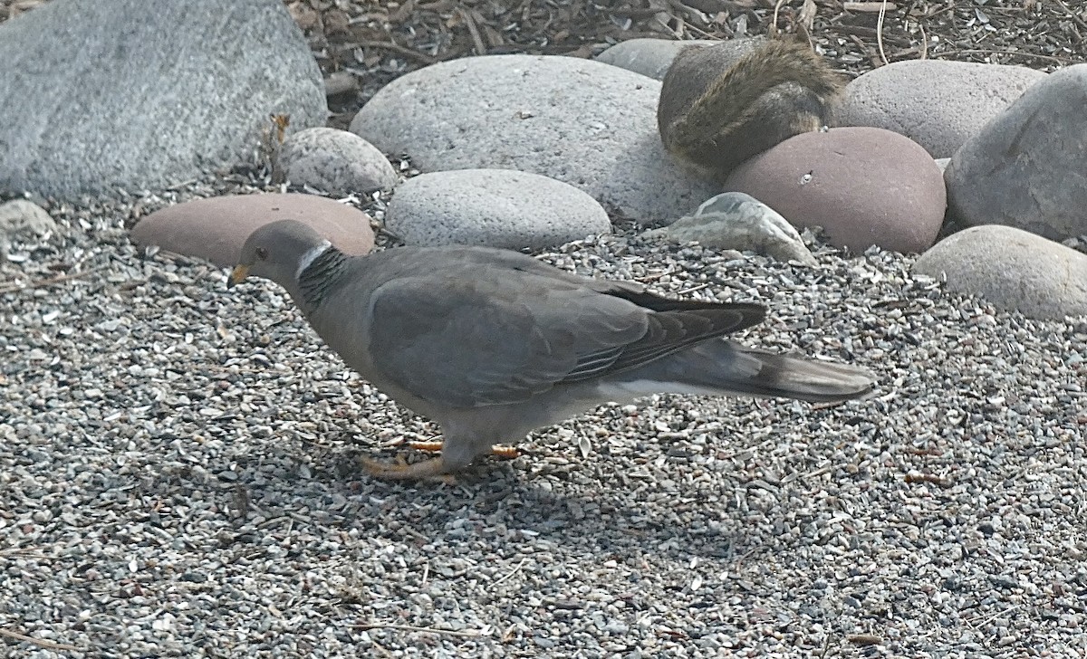 Pigeon à queue barrée (groupe fasciata) - ML455000901