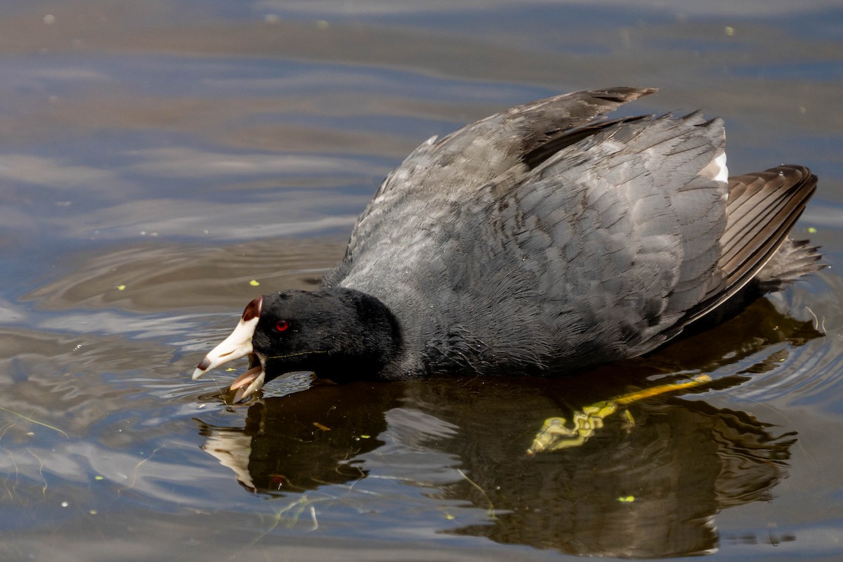 American Coot - Andrea C