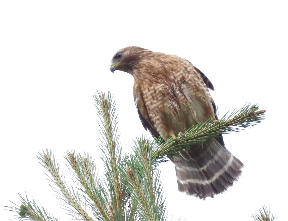 Red-shouldered Hawk - ML455004831