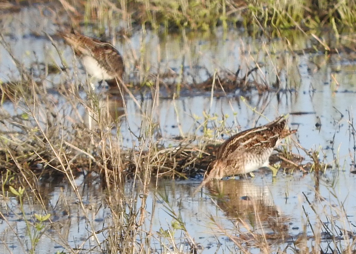 Wilson's Snipe - ML45500751