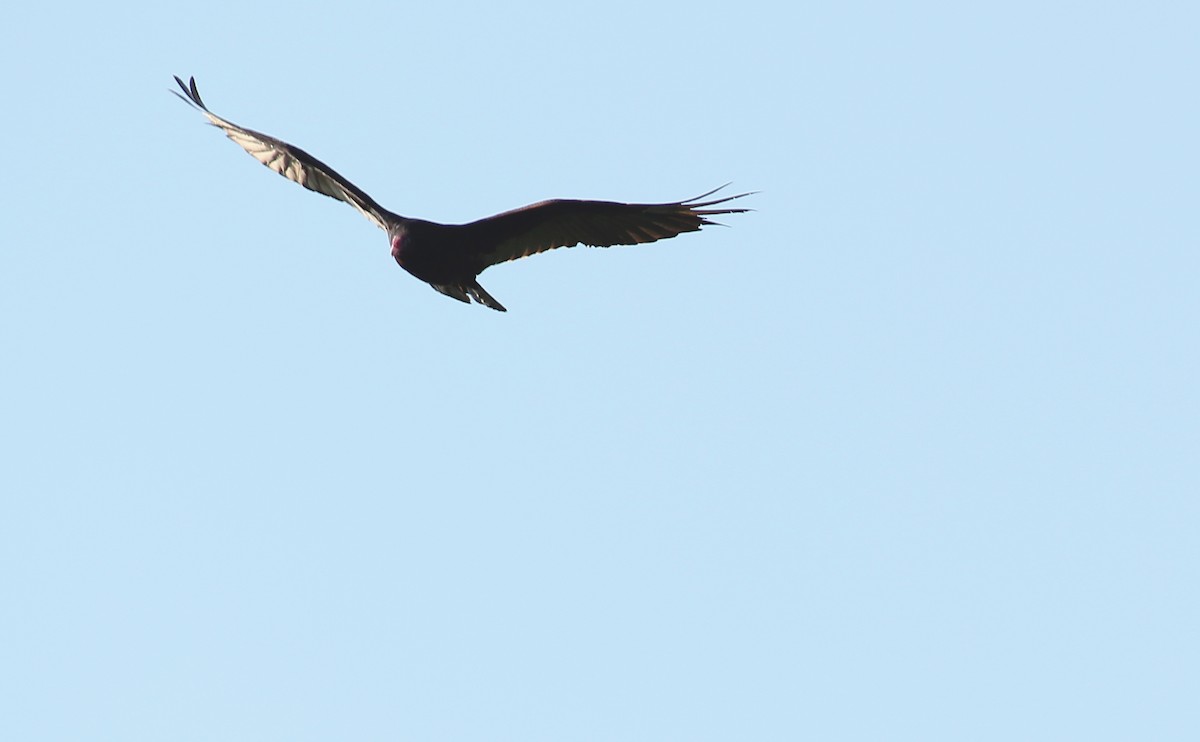 Turkey Vulture - ML455008321