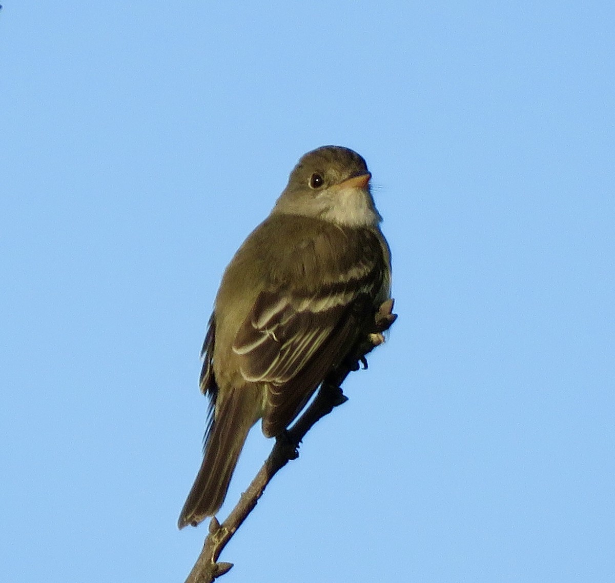 Willow Flycatcher - ML455008681