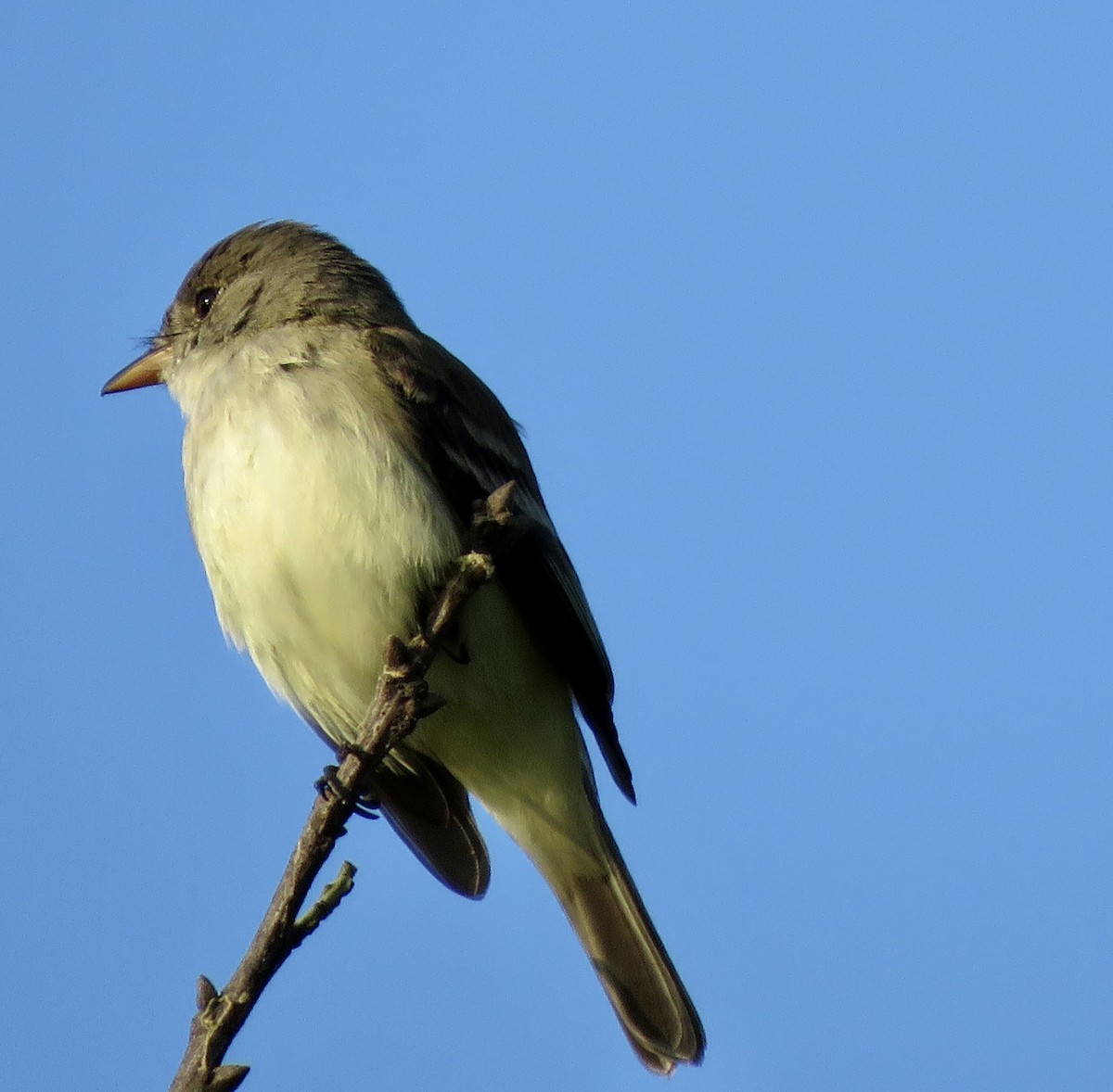 Willow Flycatcher - ML455008691