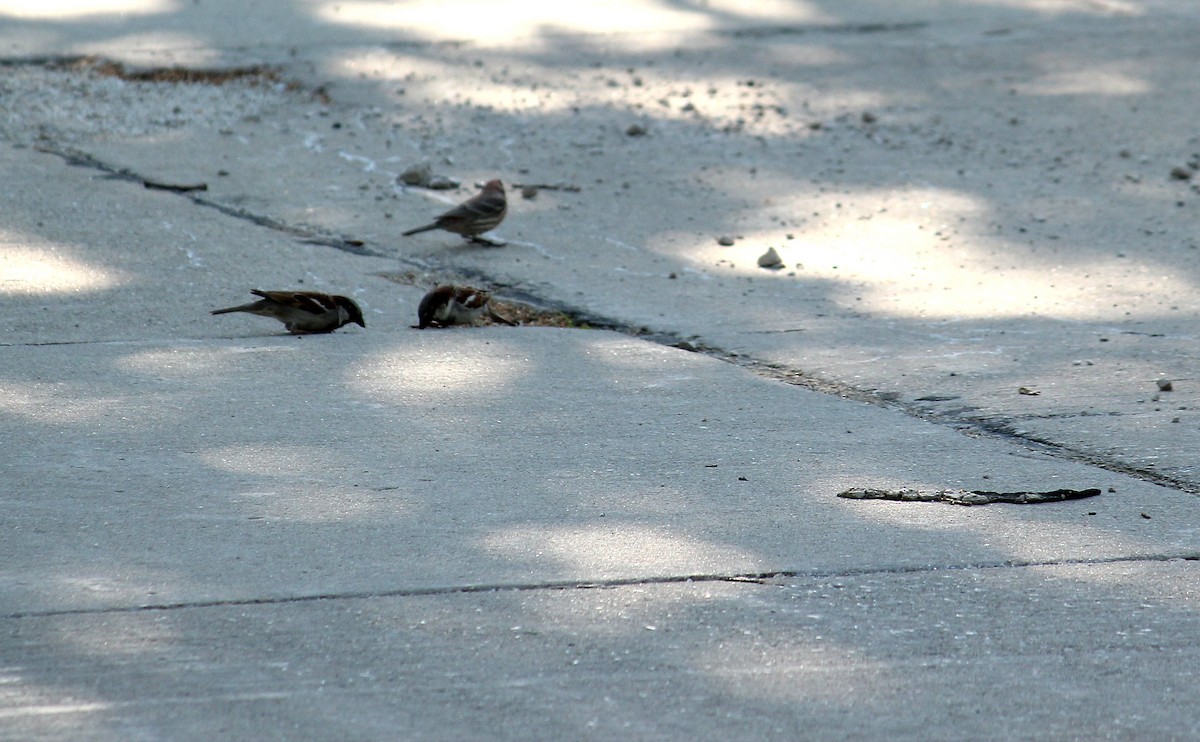 Chipping Sparrow - ML455009021