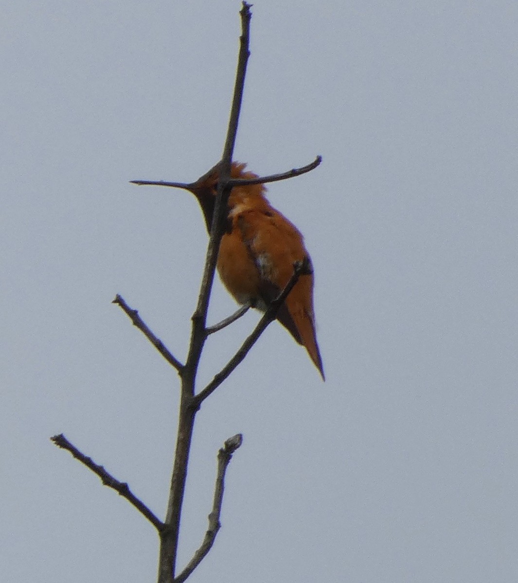 Rufous Hummingbird - ML455011091