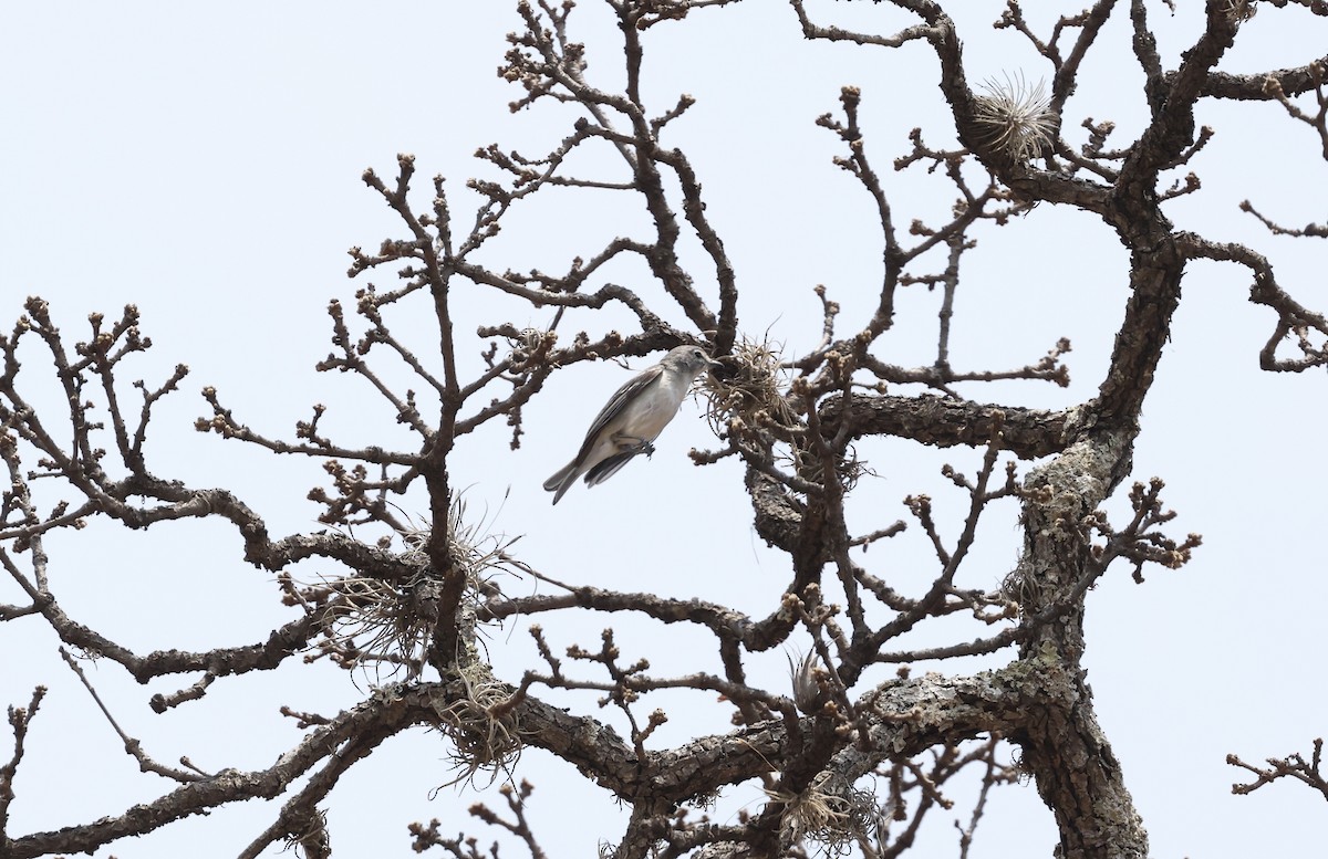 Plumbeous Vireo - ML455012221