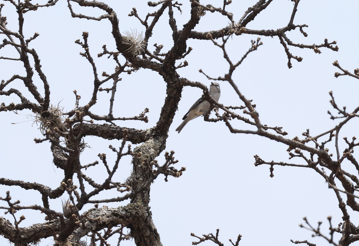 Plumbeous Vireo - ML455012241