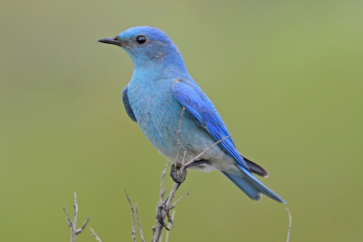 Mountain Bluebird - ML455012391