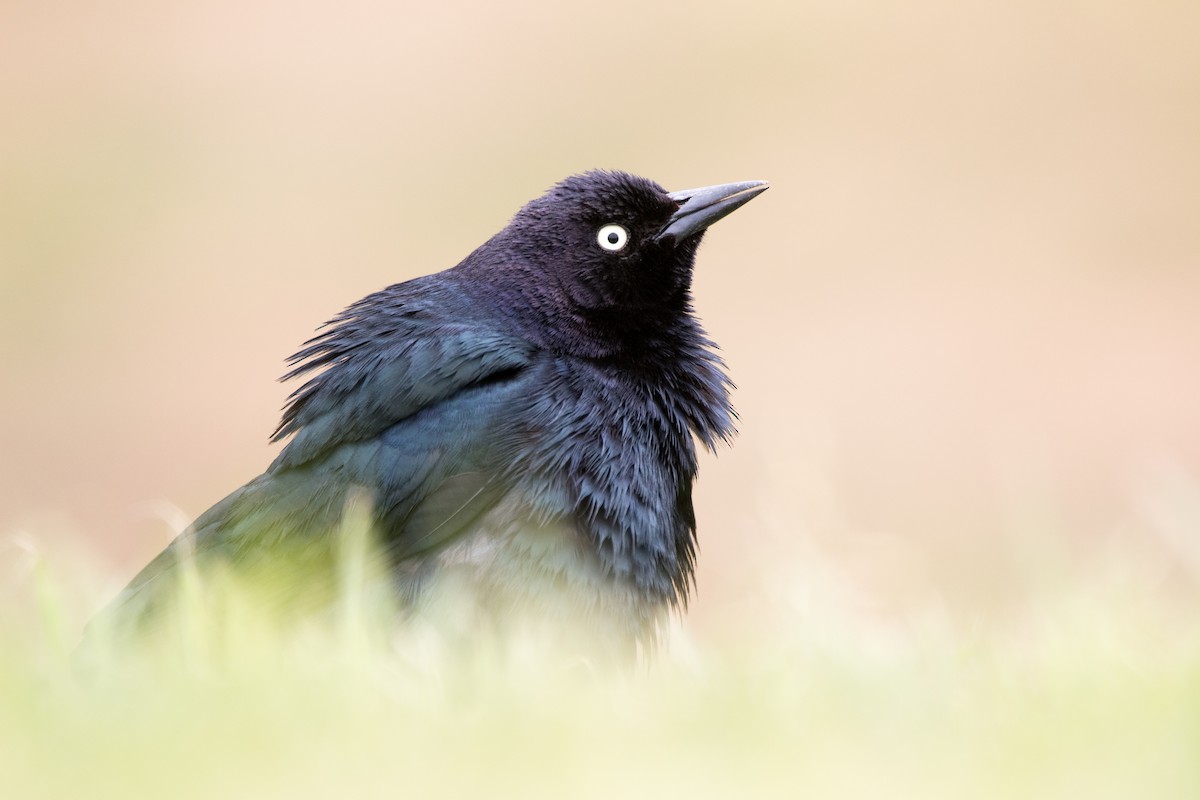 Brewer's Blackbird - ML455014441