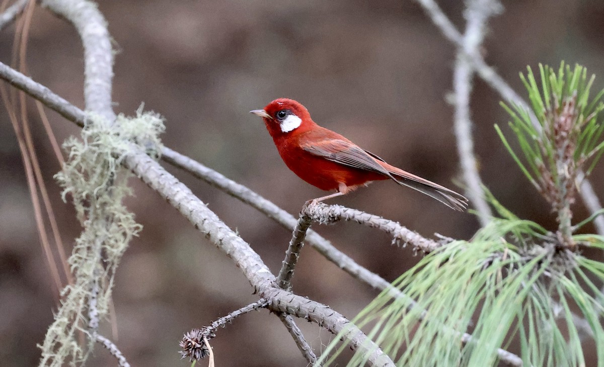 Red Warbler - ML455014621