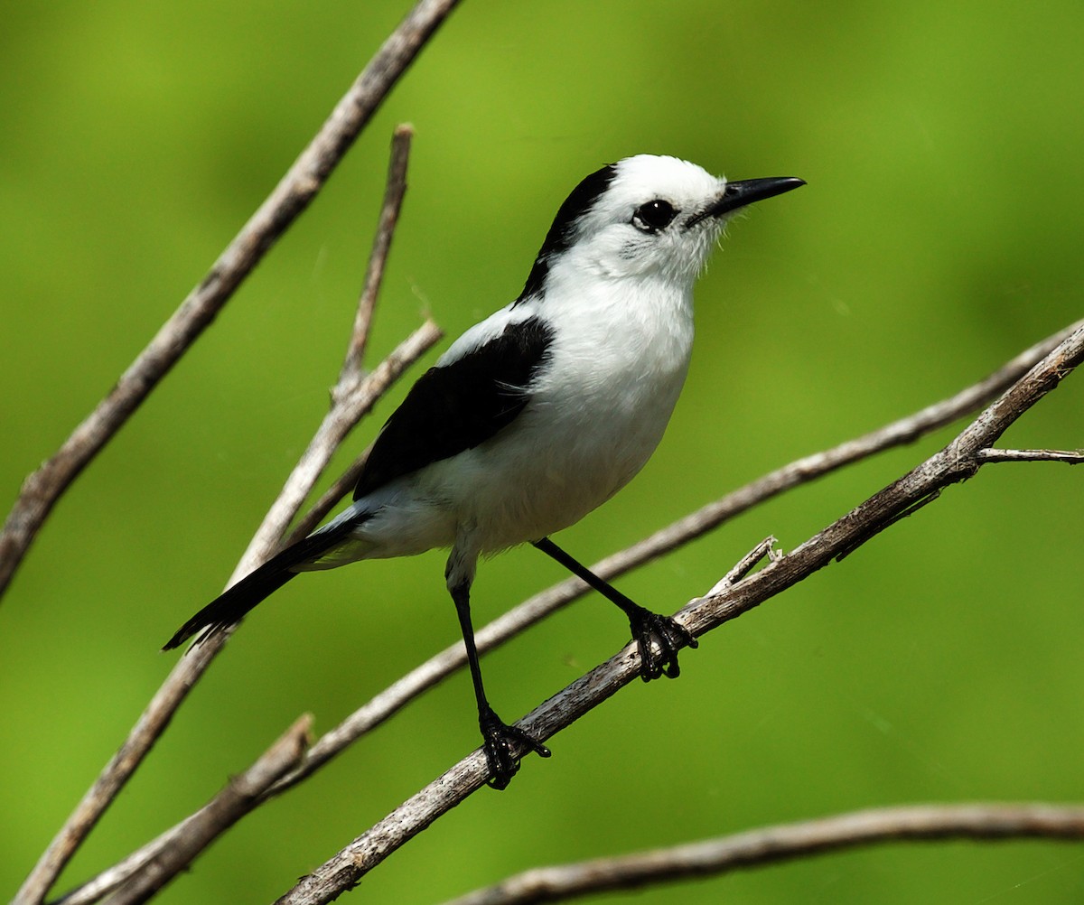 Pied Water-Tyrant - David Ascanio