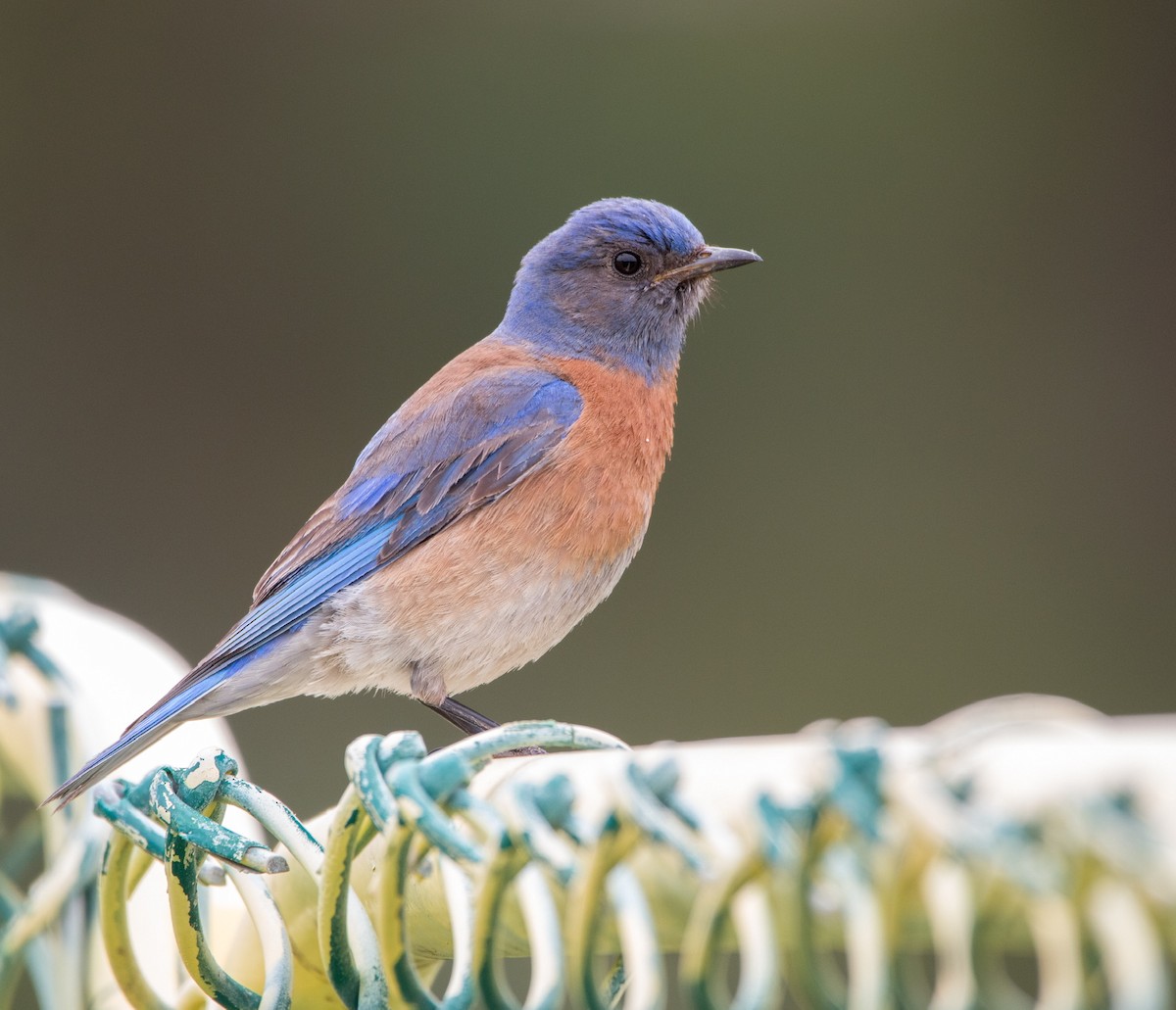 Western Bluebird - Braxton Landsman