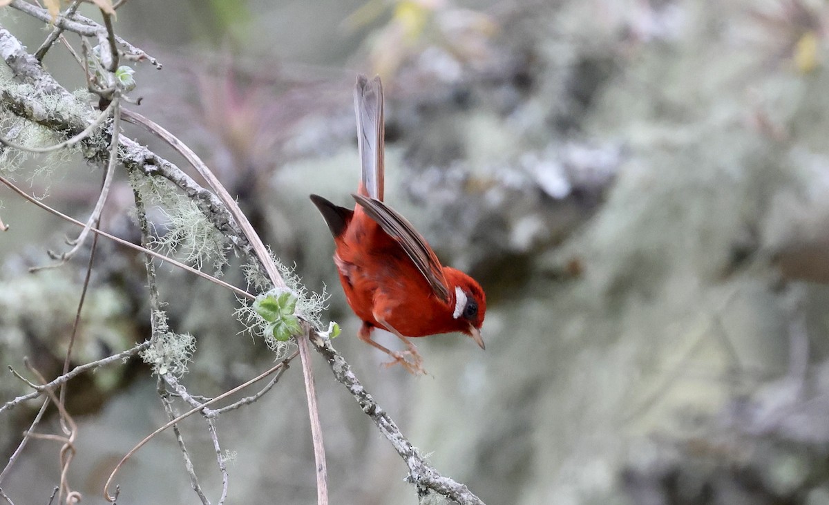 Red Warbler - ML455014831