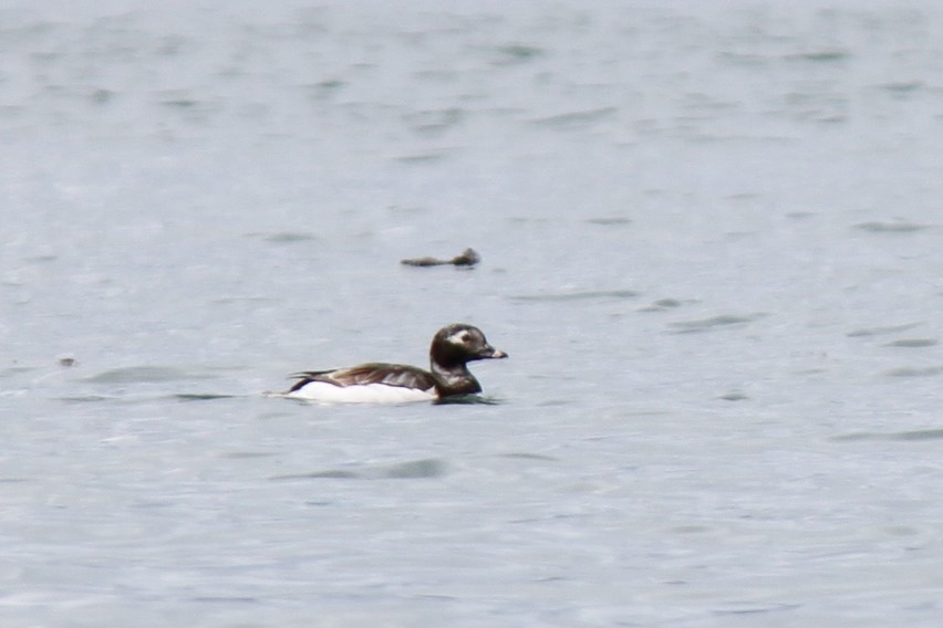Long-tailed Duck - ML455016541