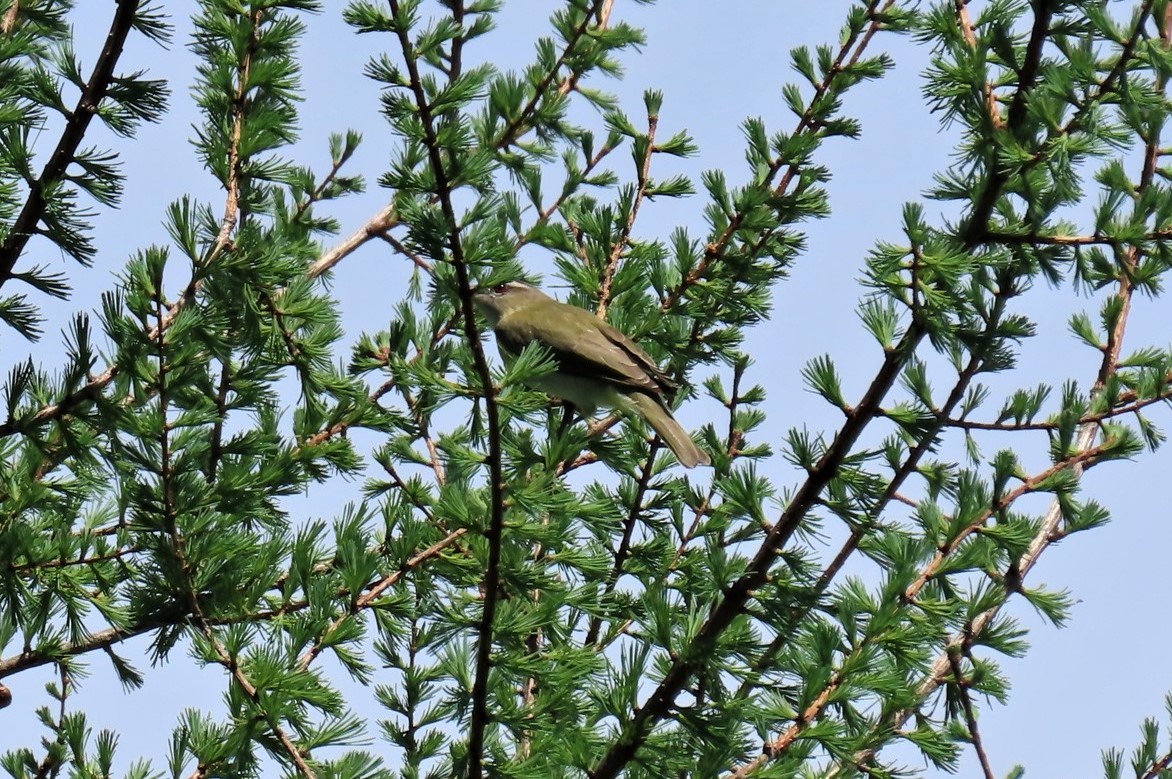 Vireo Ojirrojo - ML455017761