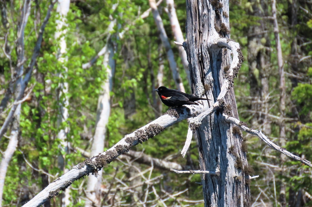 Red-winged Blackbird - ML455018671