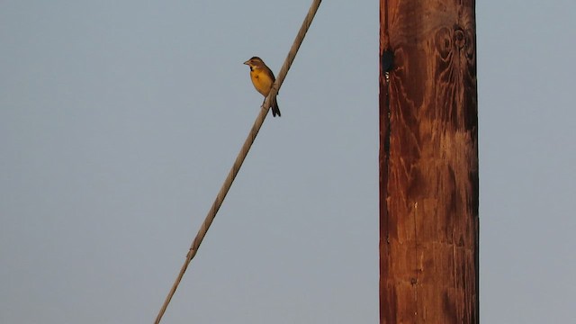 Dickcissel - ML455019091