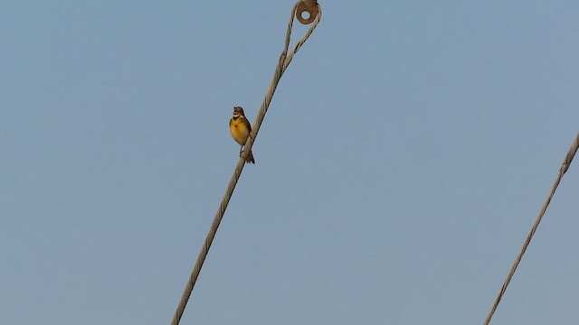 Dickcissel - ML455019221