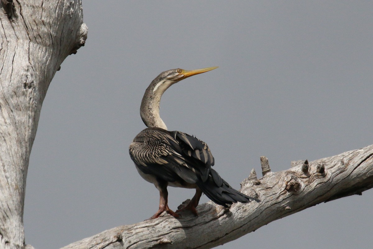 anhinga australská - ML455019601