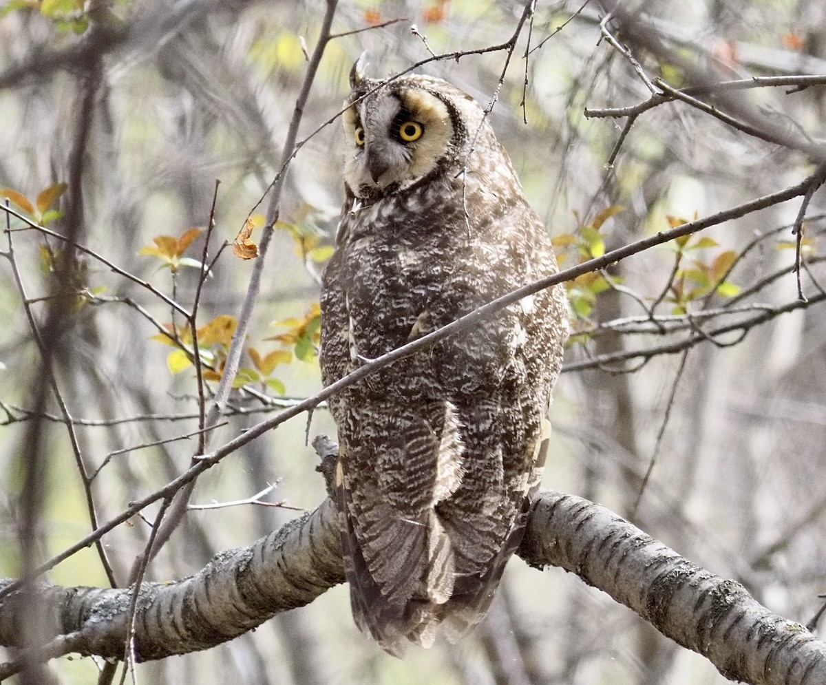 Long-eared Owl - ML455019821