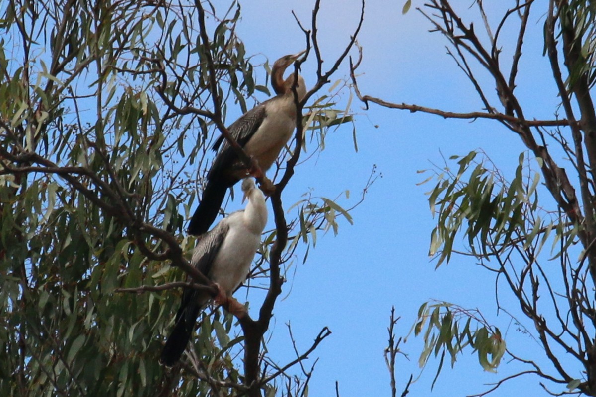 Australasian Darter - ML455021281