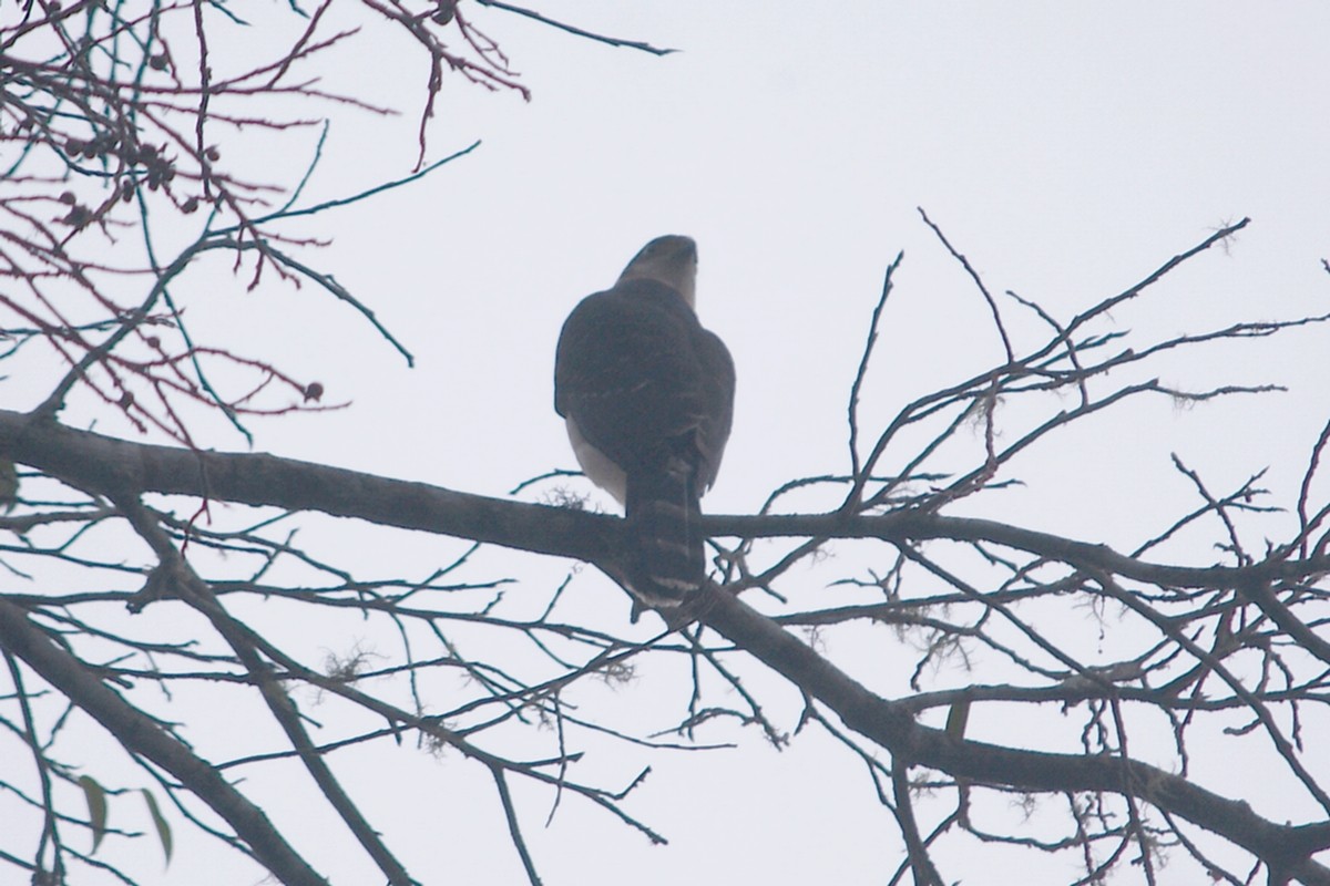 Bicolored Hawk - ML455022371