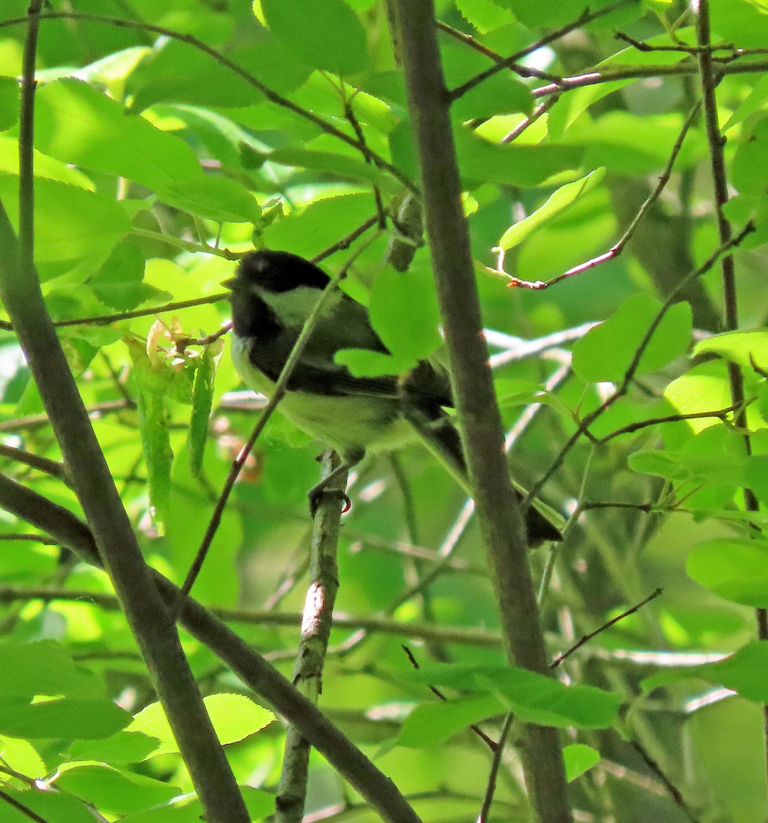 Black-capped Chickadee - Shilo McDonald