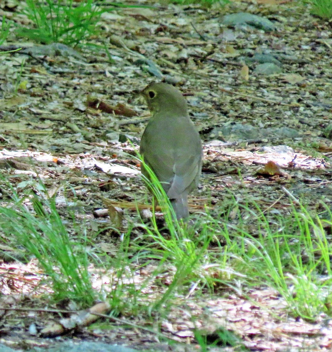 Swainson's Thrush - Shilo McDonald