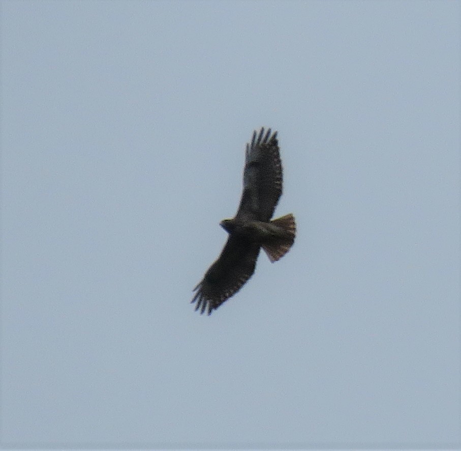 Red-tailed Hawk - Kathryn Clouston