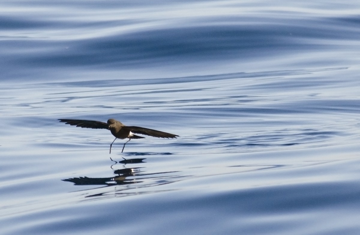 Wilson's Storm-Petrel - ML45502401